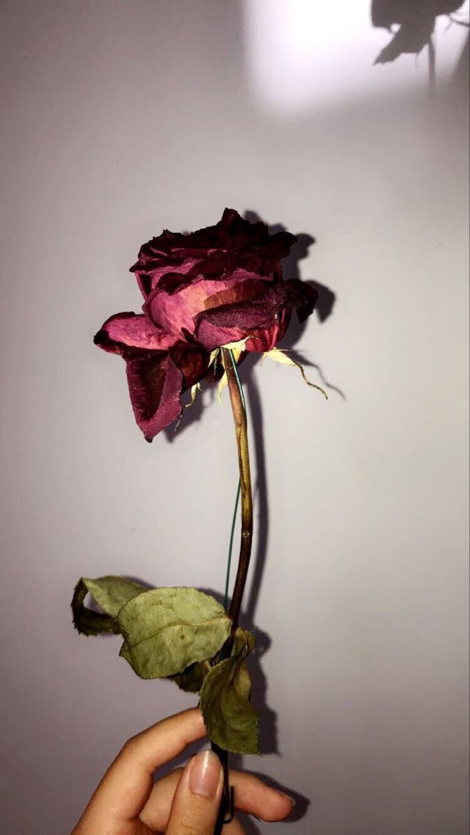 a person holding a flower in their hand and shadow on the wall behind it,