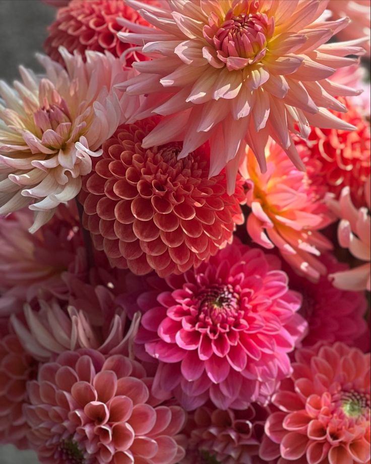 a bunch of pink flowers with water droplets on them