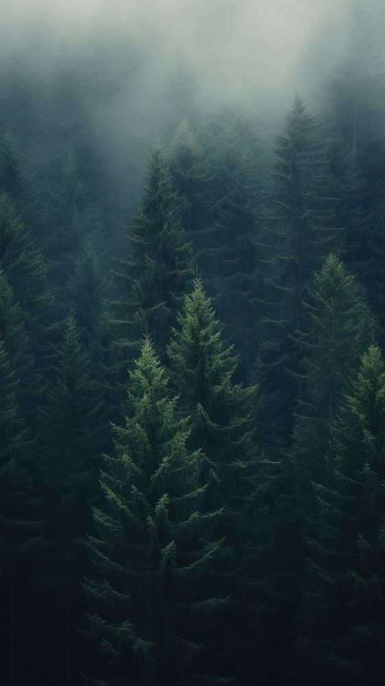 some very tall trees in the foggy forest