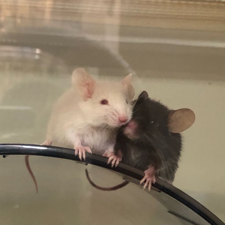 two mice sitting on top of each other in a glass case, one is biting the other's ear