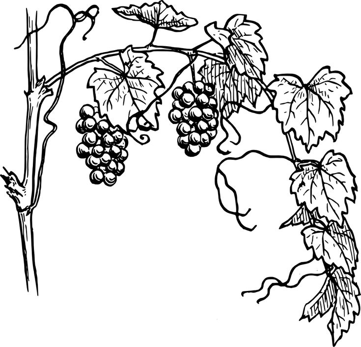 grapes growing on the vine with leaves and stems in black and white, vintage line drawing or engraving