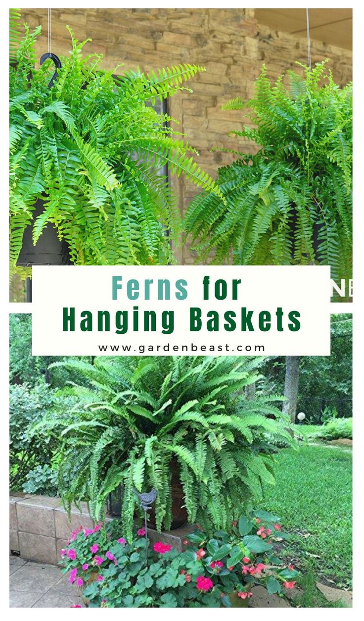 ferns for hanging baskets in front of a brick building with text overlay that reads ferns for hanging baskets