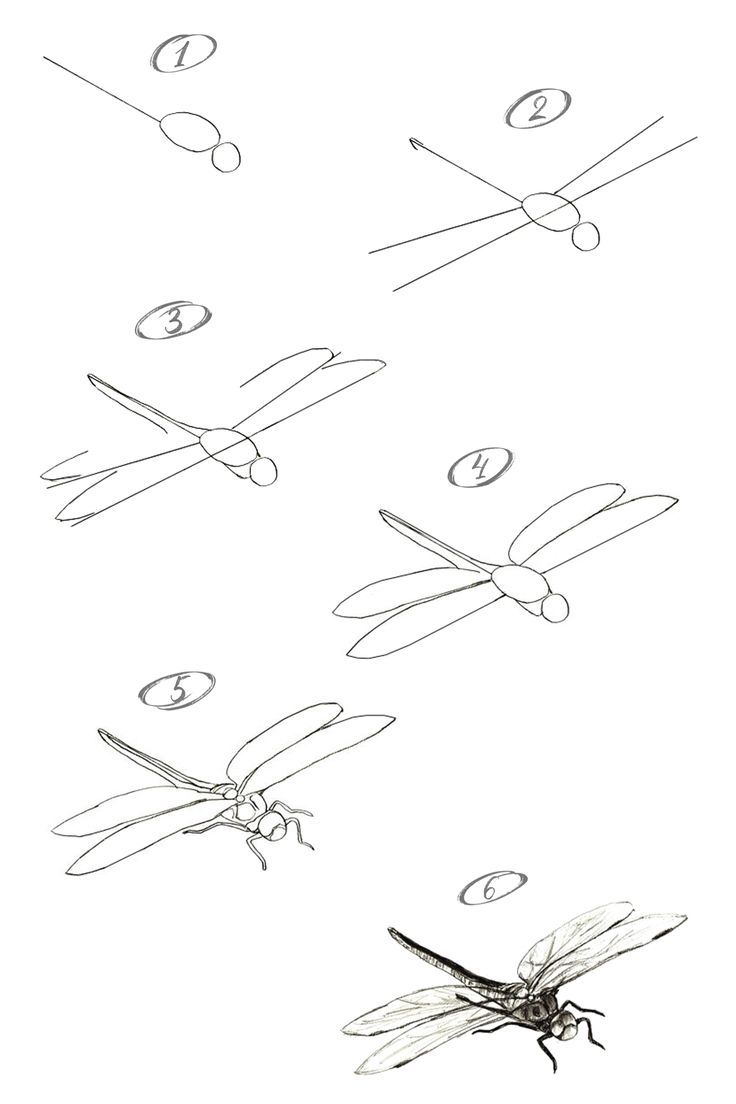 How to draw a dragonfly. Step-by-step drawing tutorial. Dragonfly How To Draw, Dragonfly Drawing Step By Step, Flying Dragonfly Drawing, Dragonfly Drawing Tutorial, Drawing Of Dragonfly, How To Draw A Dragon Fly, Dragonfly Design Drawing, Dragonfly Pencil Drawing, How To Draw A Dragonfly Step By Step