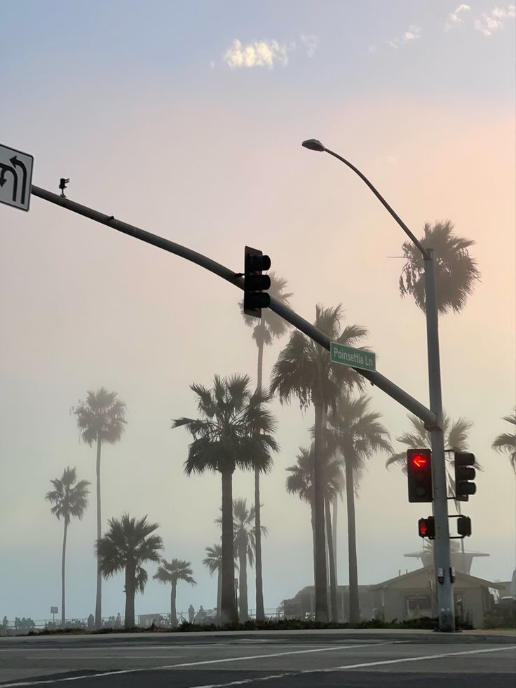 traffic lights and palm trees on the street