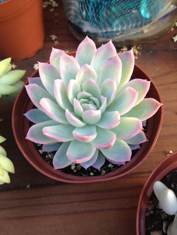 two potted plants sitting next to each other on top of a wooden table with rocks