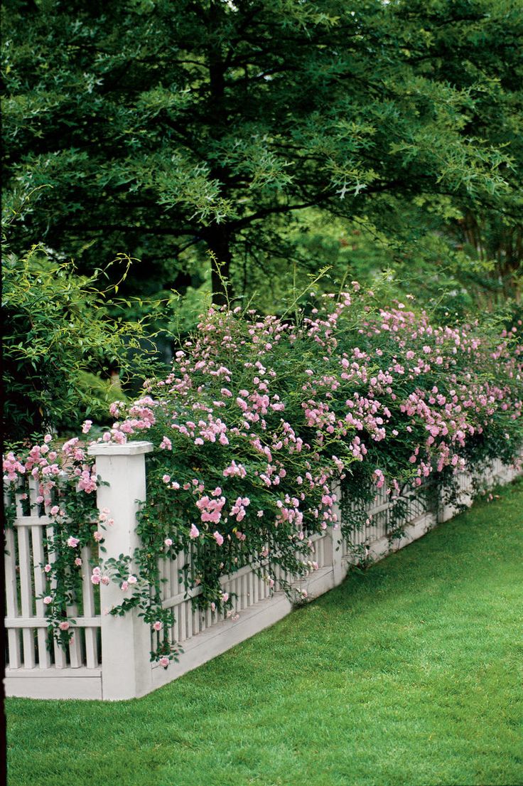 a white fence with pink flowers growing on it and green grass in the foreground