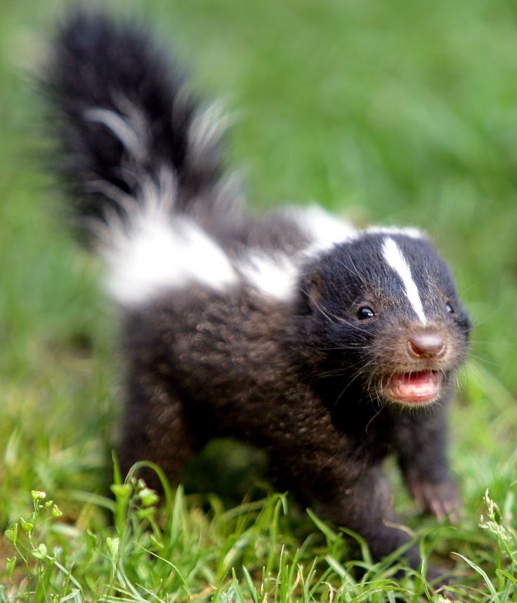 a skunk is walking in the grass with a speech bubble above it that says i may be cute, but i'm packin