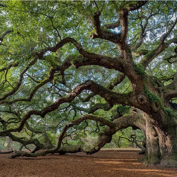 an old tree in the middle of a forest filled with lots of leaves and branches