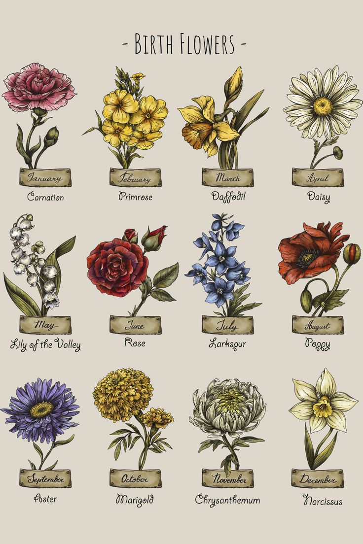 the different types of flowers are shown in this drawing technique, which is used to draw them