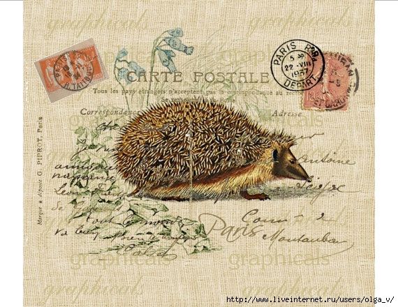 a postcard with an image of a hedgehog on it's back side