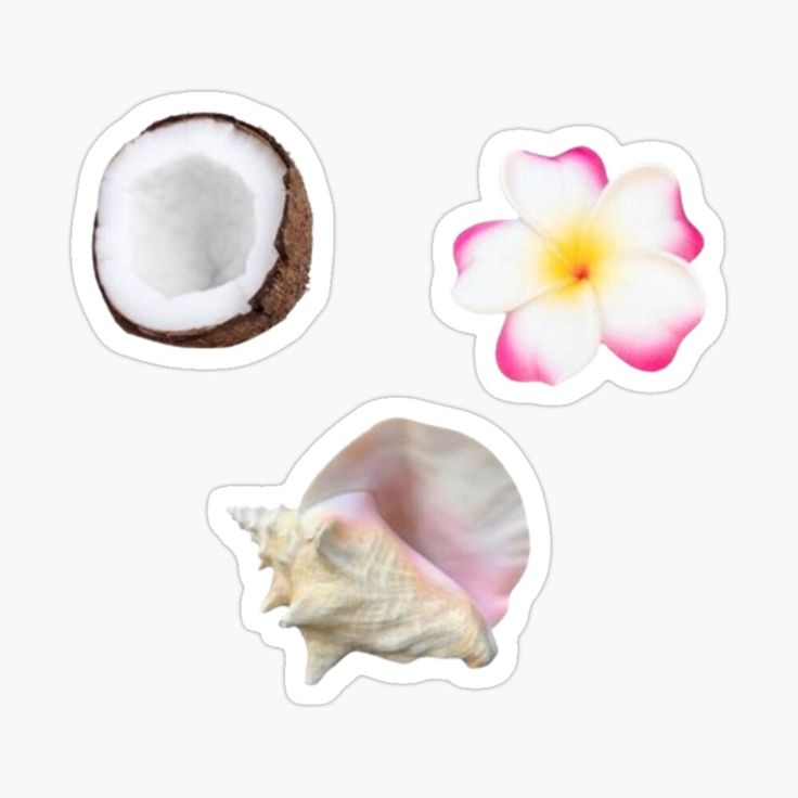 three stickers with different types of coconuts and flowers on white background, including one pink flower