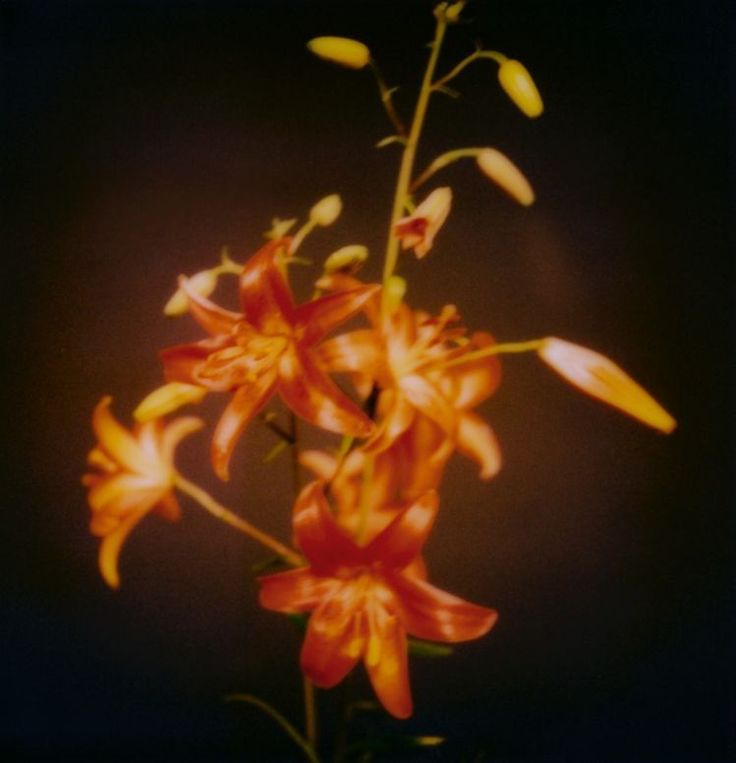 a vase filled with orange flowers on top of a table