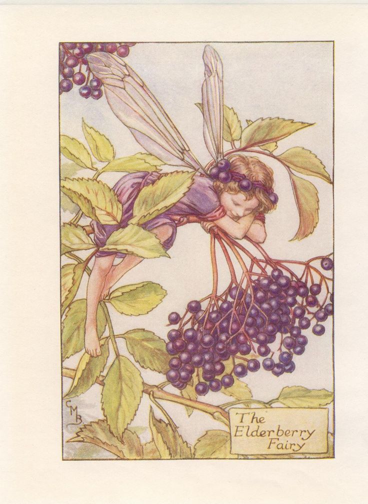 a card with an image of a fairy on it's back and the words, the elderberry fairy