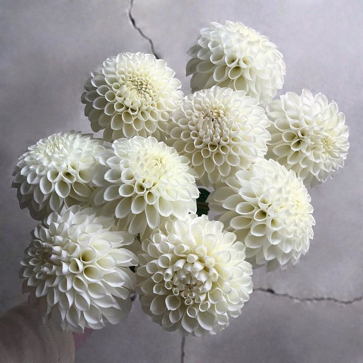 a bunch of white flowers in a vase