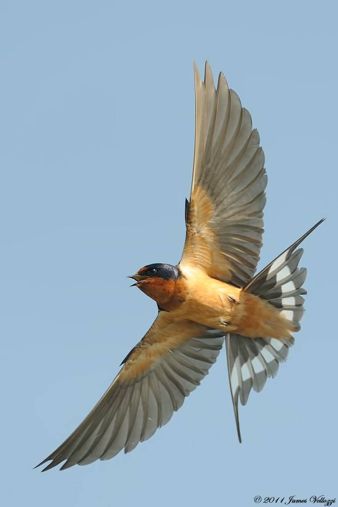 a bird flying through the air with its wings spread