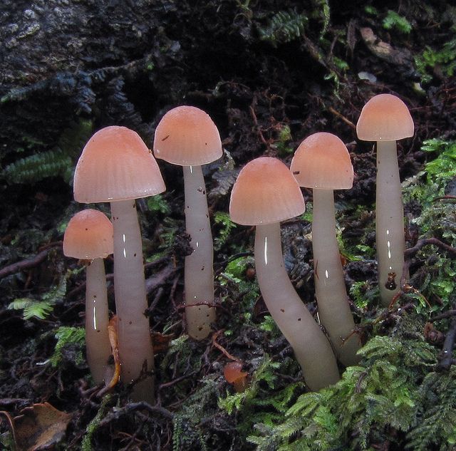 several mushrooms are growing in the mossy ground