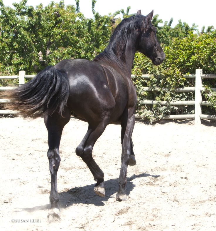 a black horse is trotting in an enclosed area