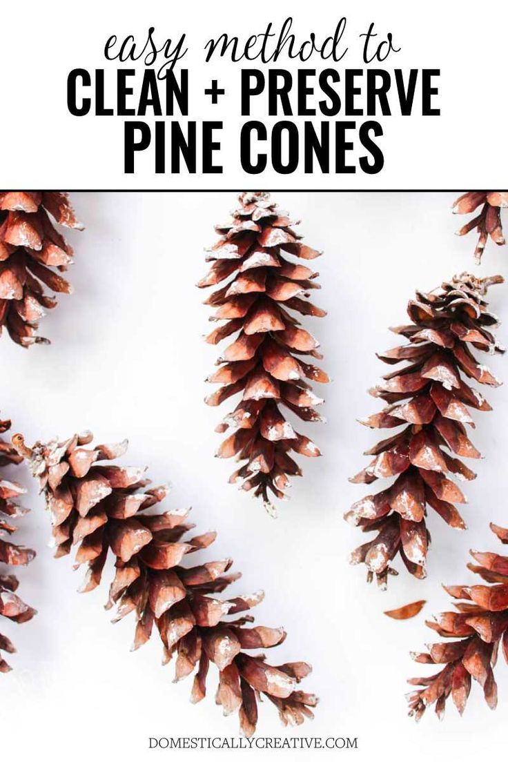 pine cones with text overlay that says easy method to clean and preserve pine cones