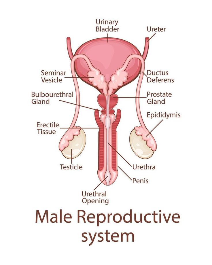 the male reproductional system is shown in this diagram, including utensils and bladders