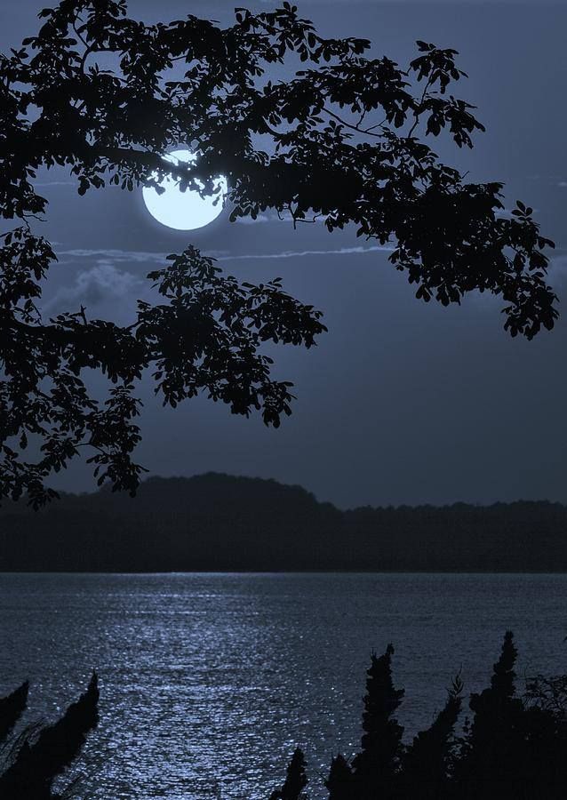 the full moon is seen through some trees by the water's edge at night