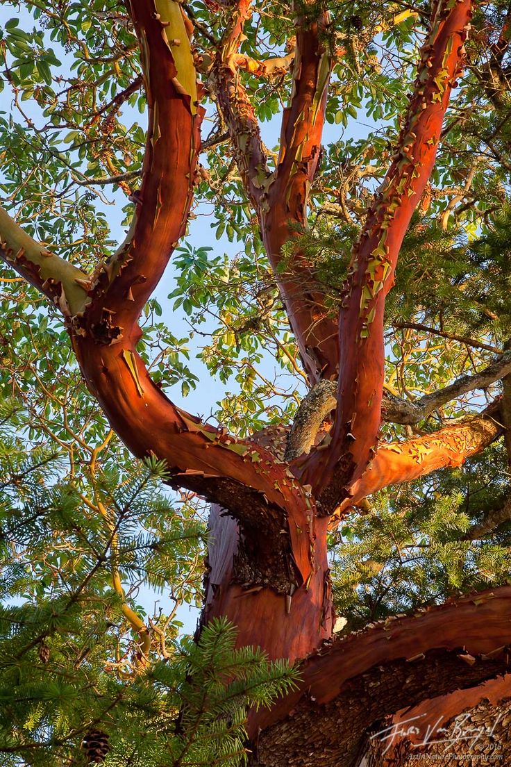 a tree that is very tall and has red bark on it's trunk, with green leaves around the branches