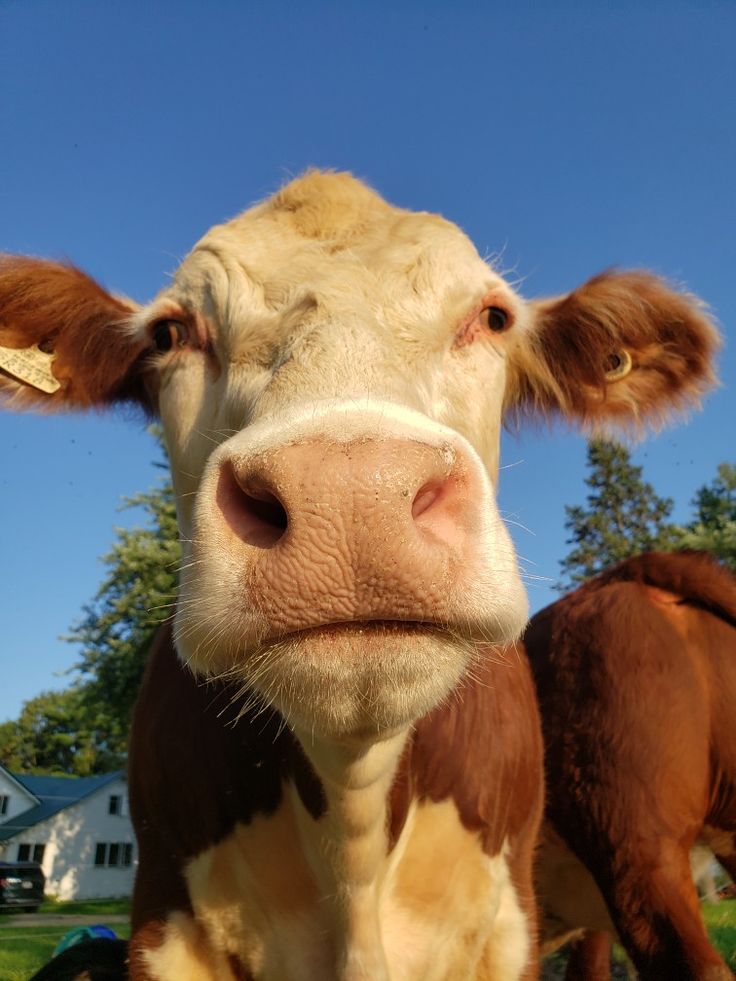 a brown and white cow standing on top of a lush green field next to a house