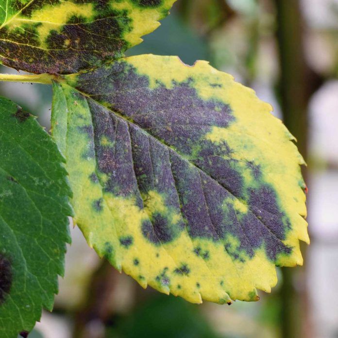 yellow and brown leaves with black spots on them