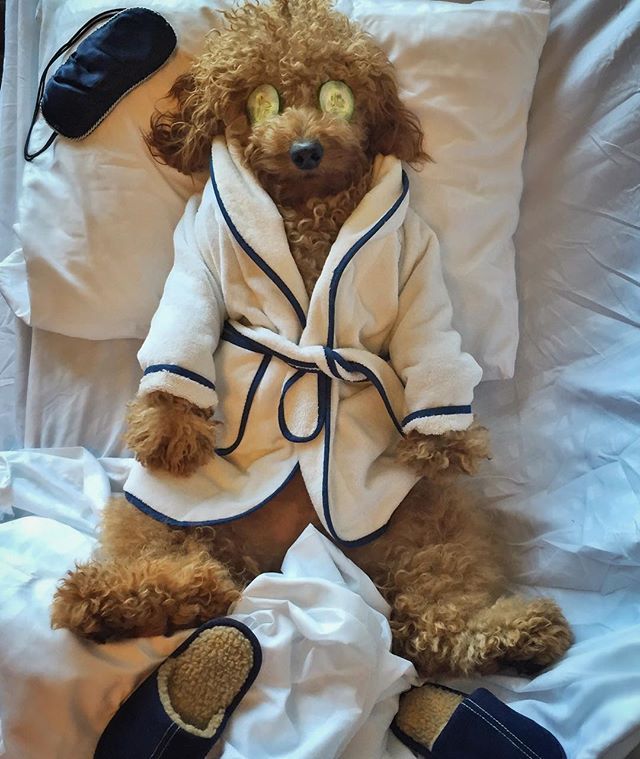 a teddy bear in a robe sitting on a bed with the caption sometimes you just need a spa day