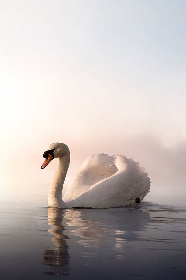 a white swan floating on top of a body of water