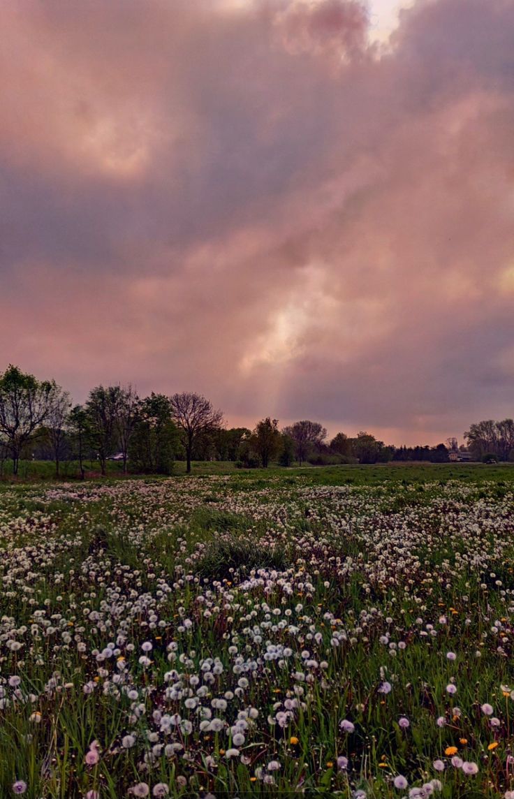 a field full of wildflowers under a pink and blue sky with clouds in the background