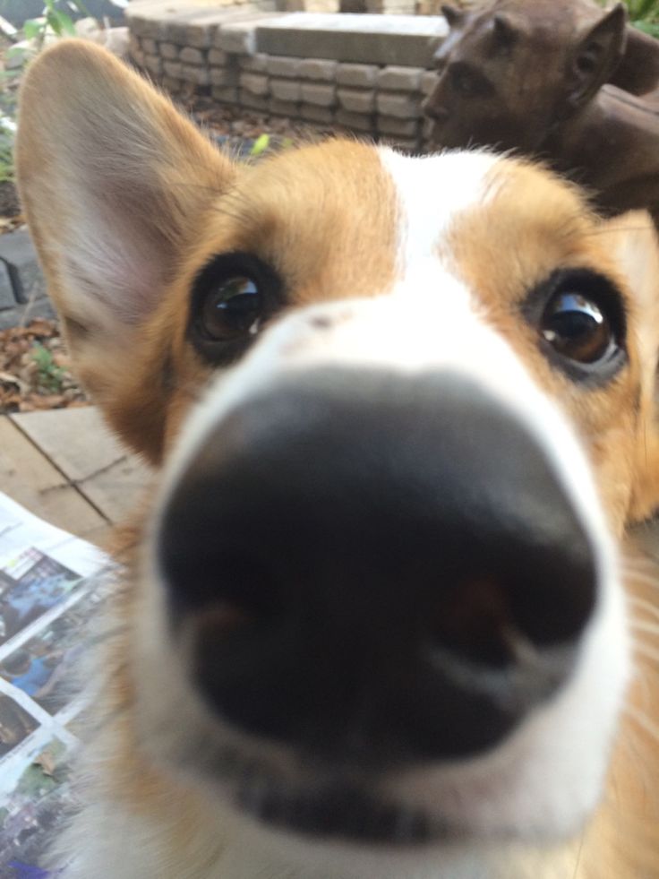 a close up of a dog's face with other dogs in the back ground