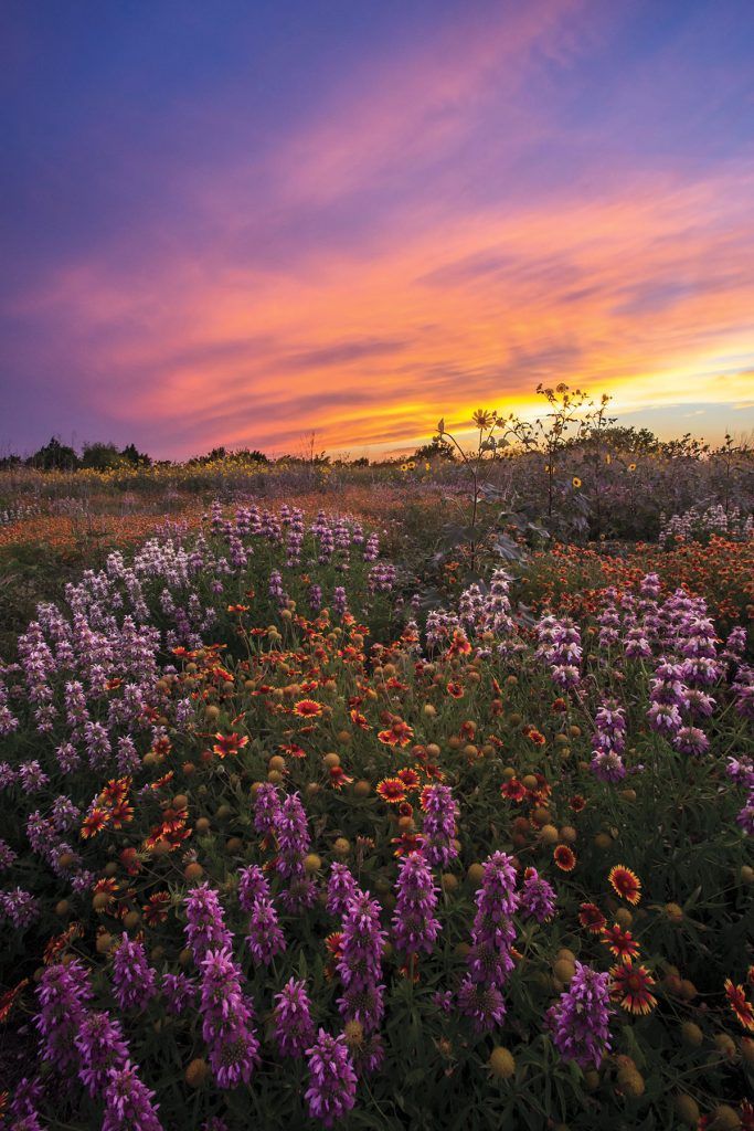 the sun is setting over a field full of wildflowers