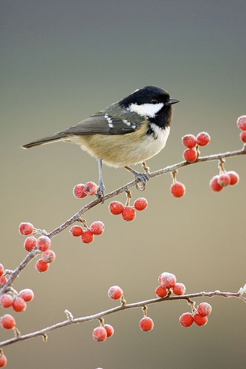 a small bird perched on top of a tree branch with berries hanging from it's branches