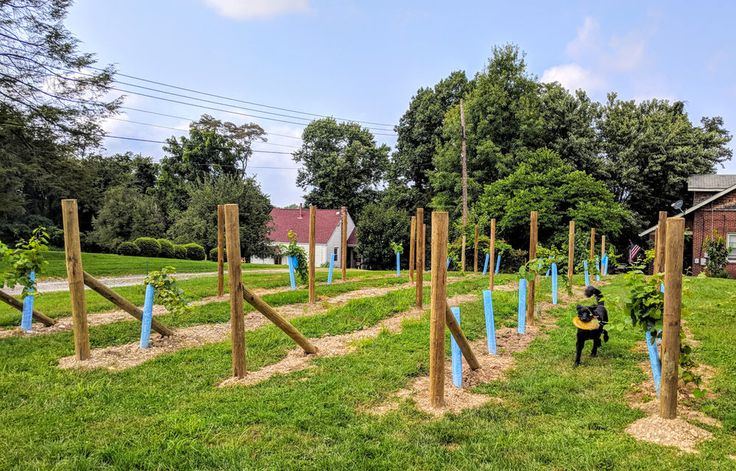 a woman is standing in the middle of an outdoor garden with blue poles and trees