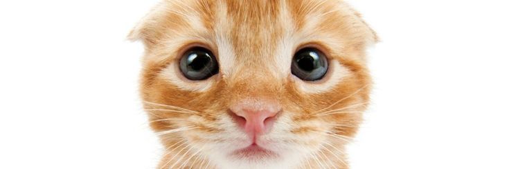 an orange and white cat looking at the camera with its eyes wide open on a white background