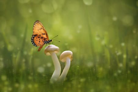 a butterfly sitting on top of a white mushroom in the middle of some green grass