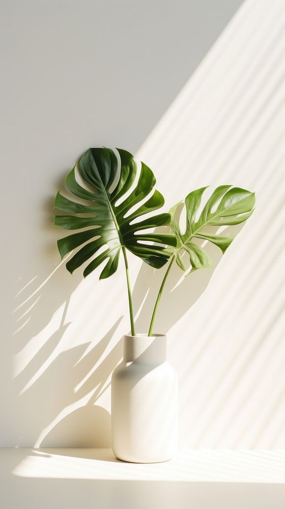 a large green plant in a white vase on a table next to a shadow wall