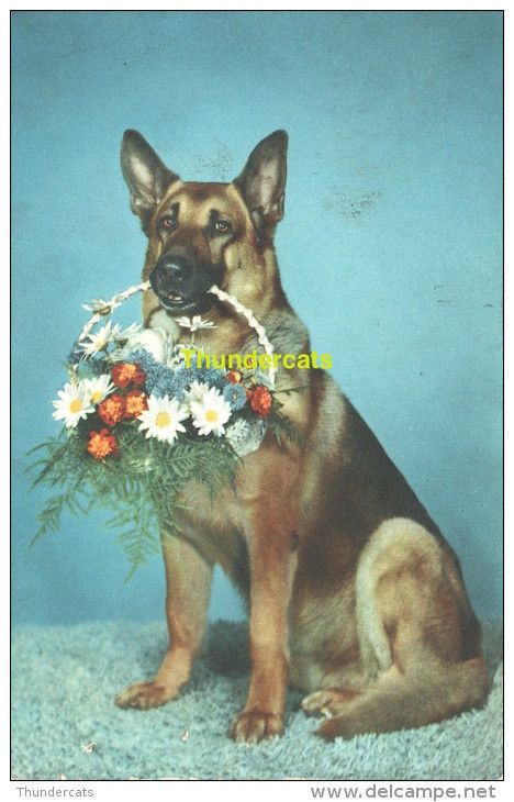 a german shepard dog with flowers in its mouth sitting on the ground and looking at the camera