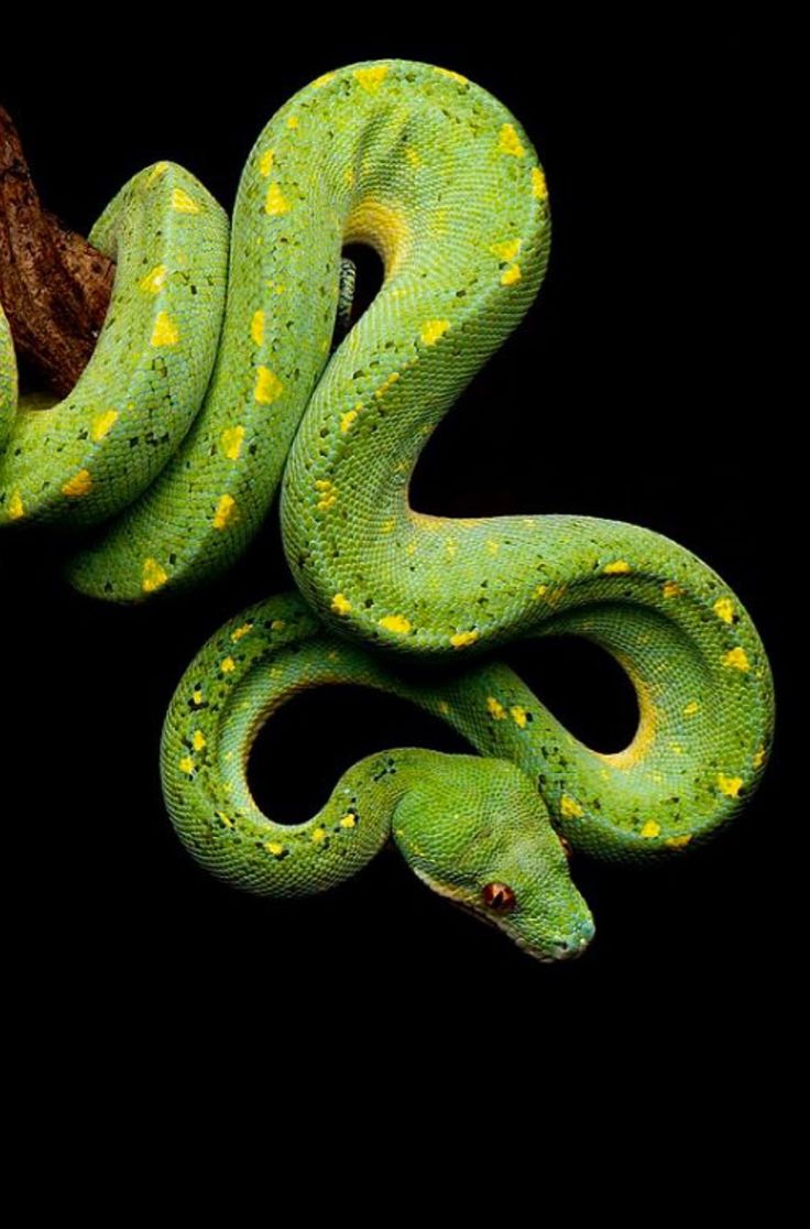 a green snake with yellow spots on it's head and tail, curled up against a black background