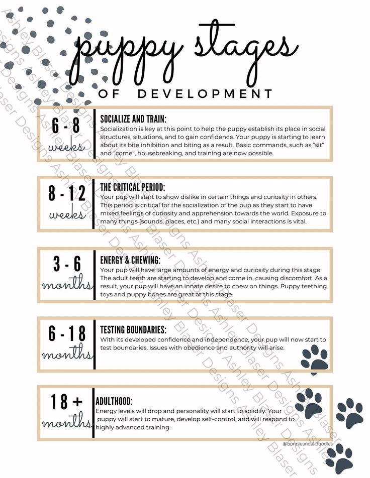 the puppy stages of development poster is shown in black and white with paw prints on it