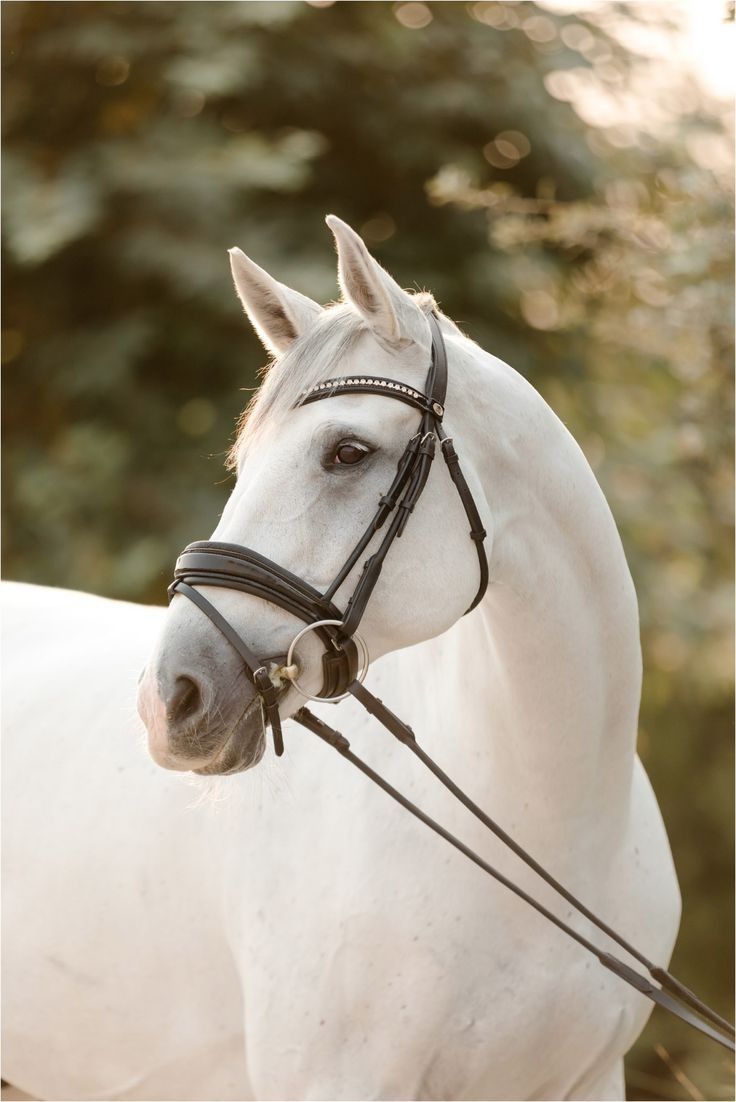 a white horse with bridle standing in front of trees