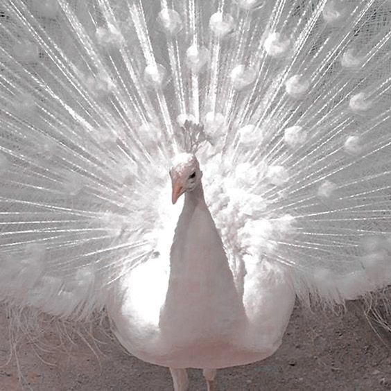 a white peacock with feathers spread out in front of it's head and tail