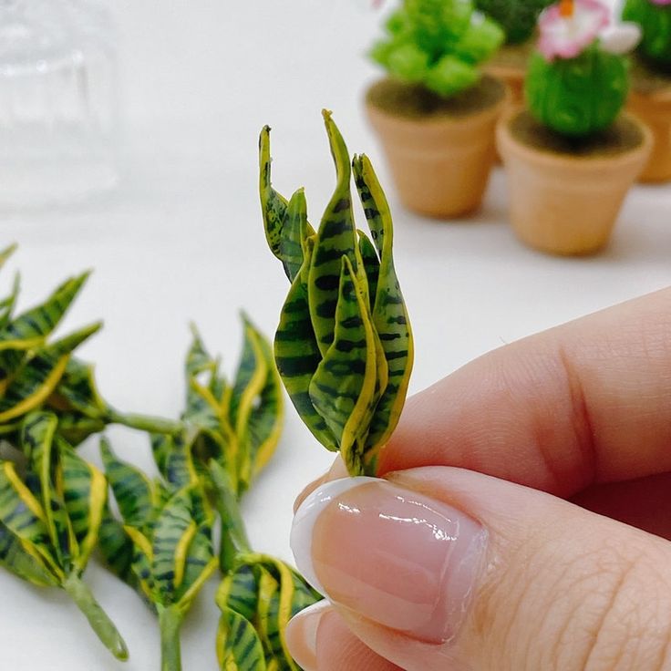 a person holding a tiny plant in front of small potted plants on a table