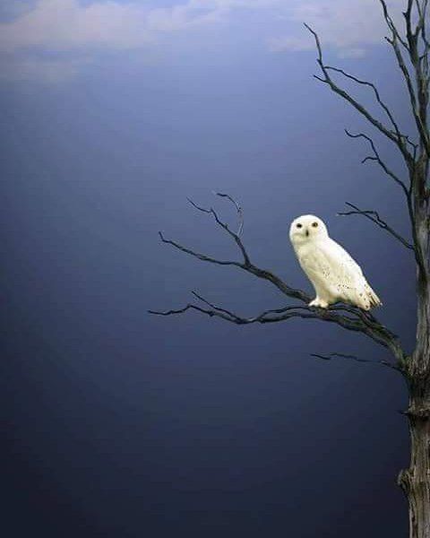 a white owl sitting on top of a tree branch