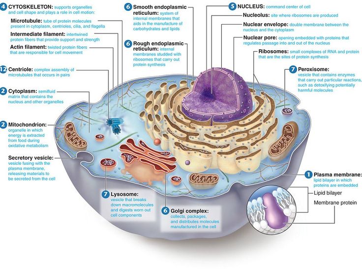 the structure of an animal's cell is shown in this diagram, with all its components labeled