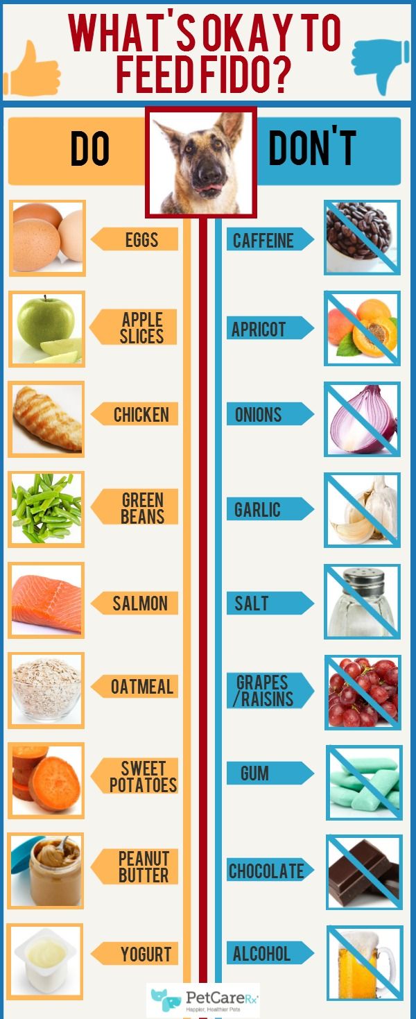 what's okay to feedfood? do you know it? info poster