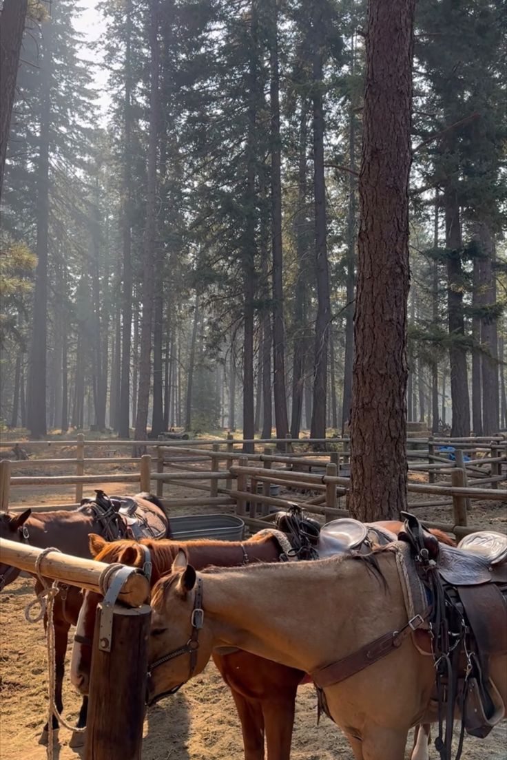 two horses are tied up in the woods with saddles on their heads and bridles