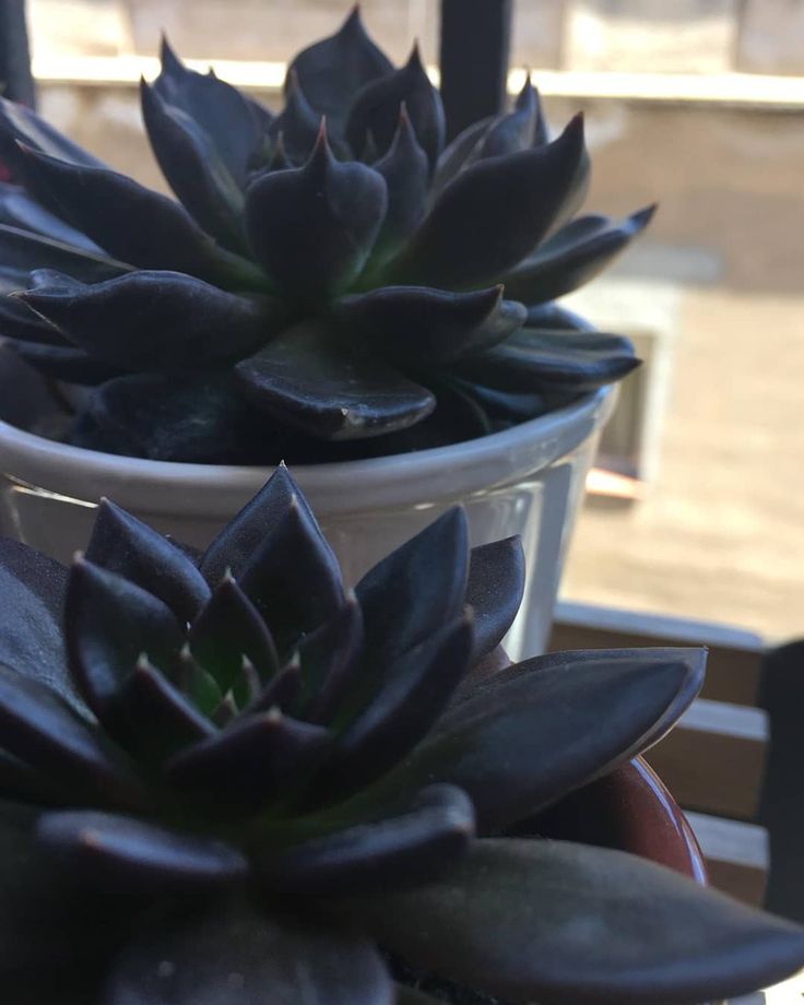 two potted plants sitting on top of a wooden table next to a glass window