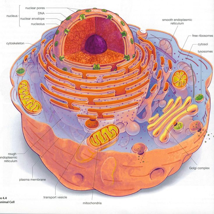 the structure of an animal cell is shown in this diagram, with all its parts labeled