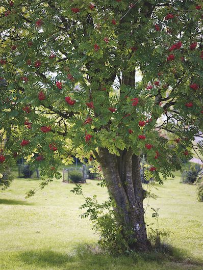 an apple tree with red fruit on it